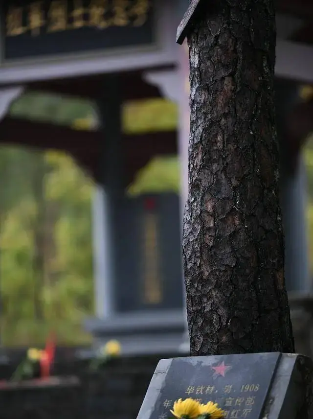 _自然探秘狂野的亚马逊丛林下_赣州秋季最美风景