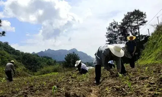 湖南旅游集团驻村工作队为民解忧，黄家坪村村民深表感谢-吃瓜网 - 吃瓜爆料|热点黑料|网红大瓜|独家爆料|抖音反差|免费吃瓜|黑料不打烊|热点大瓜