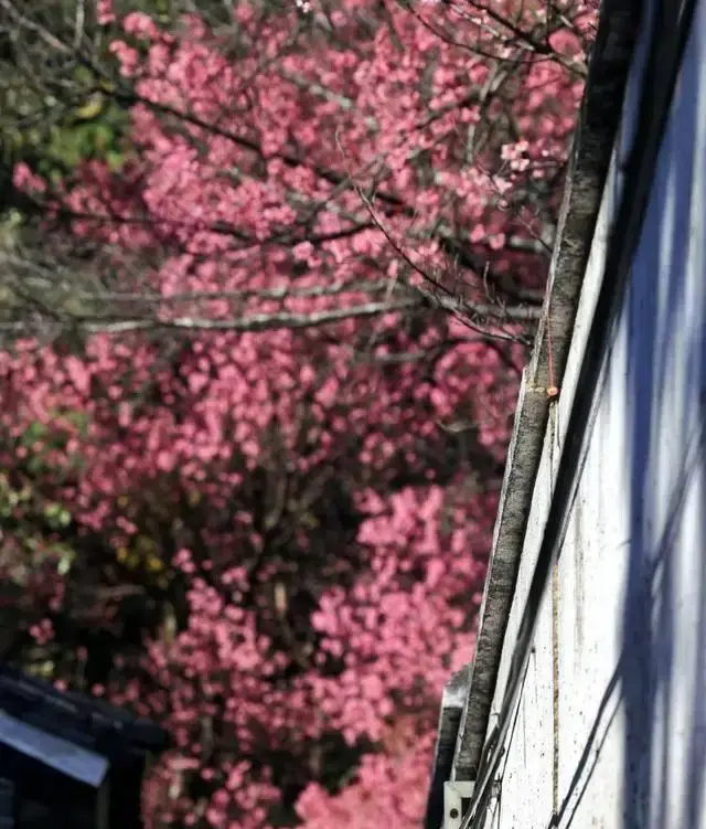 图片[10]-黑料不打烊 入口：大理冬日樱花打卡攻略：探秘三个小众宝藏地，享受粉色浪漫之旅-吃瓜网 - 吃瓜爆料|热点黑料|网红大瓜|独家爆料|抖音反差|免费吃瓜|黑料不打烊|热点大瓜