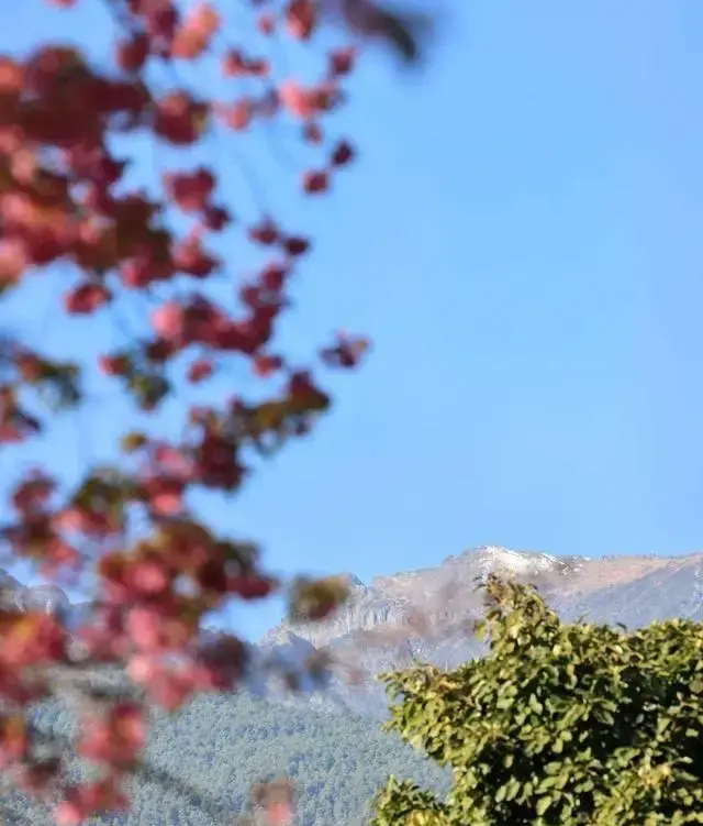 图片[5]-黑料不打烊 入口：大理冬日樱花打卡攻略：探秘三个小众宝藏地，享受粉色浪漫之旅-吃瓜网 - 吃瓜爆料|热点黑料|网红大瓜|独家爆料|抖音反差|免费吃瓜|黑料不打烊|热点大瓜