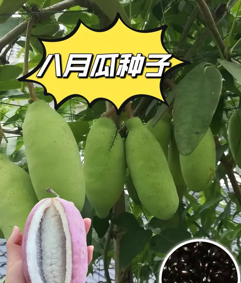 吃砍瓜对人有什么好处_吃砍瓜的十大忌讳_砍瓜怎么吃